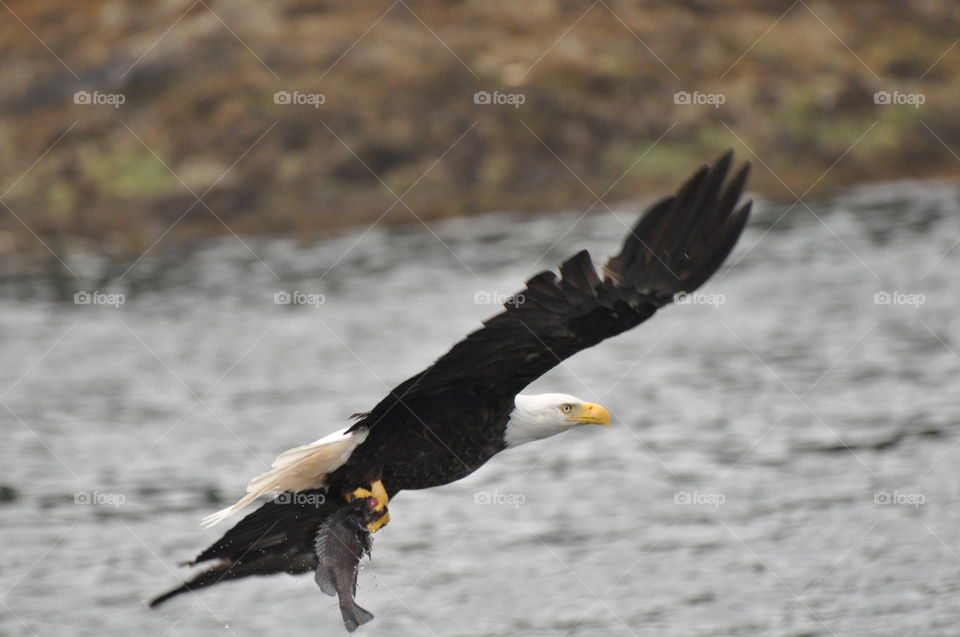 Bald Eagle catching  fish