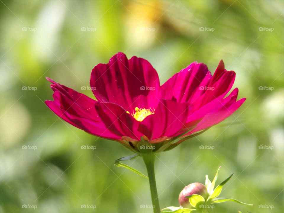 Sommerblume im Garten