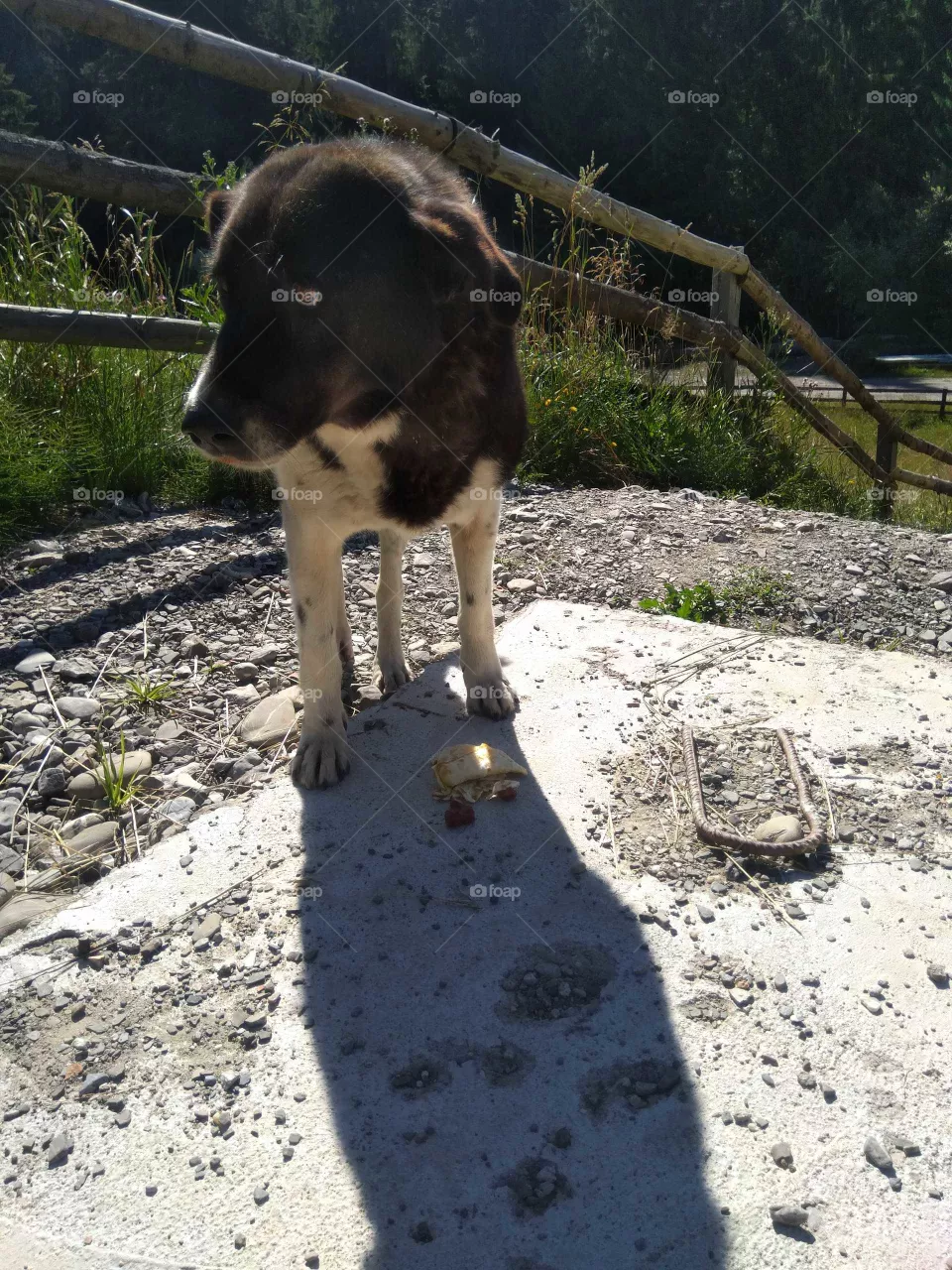 Mountain dog