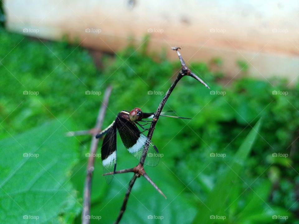 Neurothemis insect on the stick side view beautiful green background nature wildlife photography black and white wings clousup