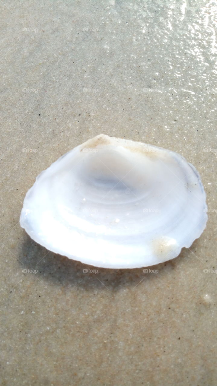 beach shell