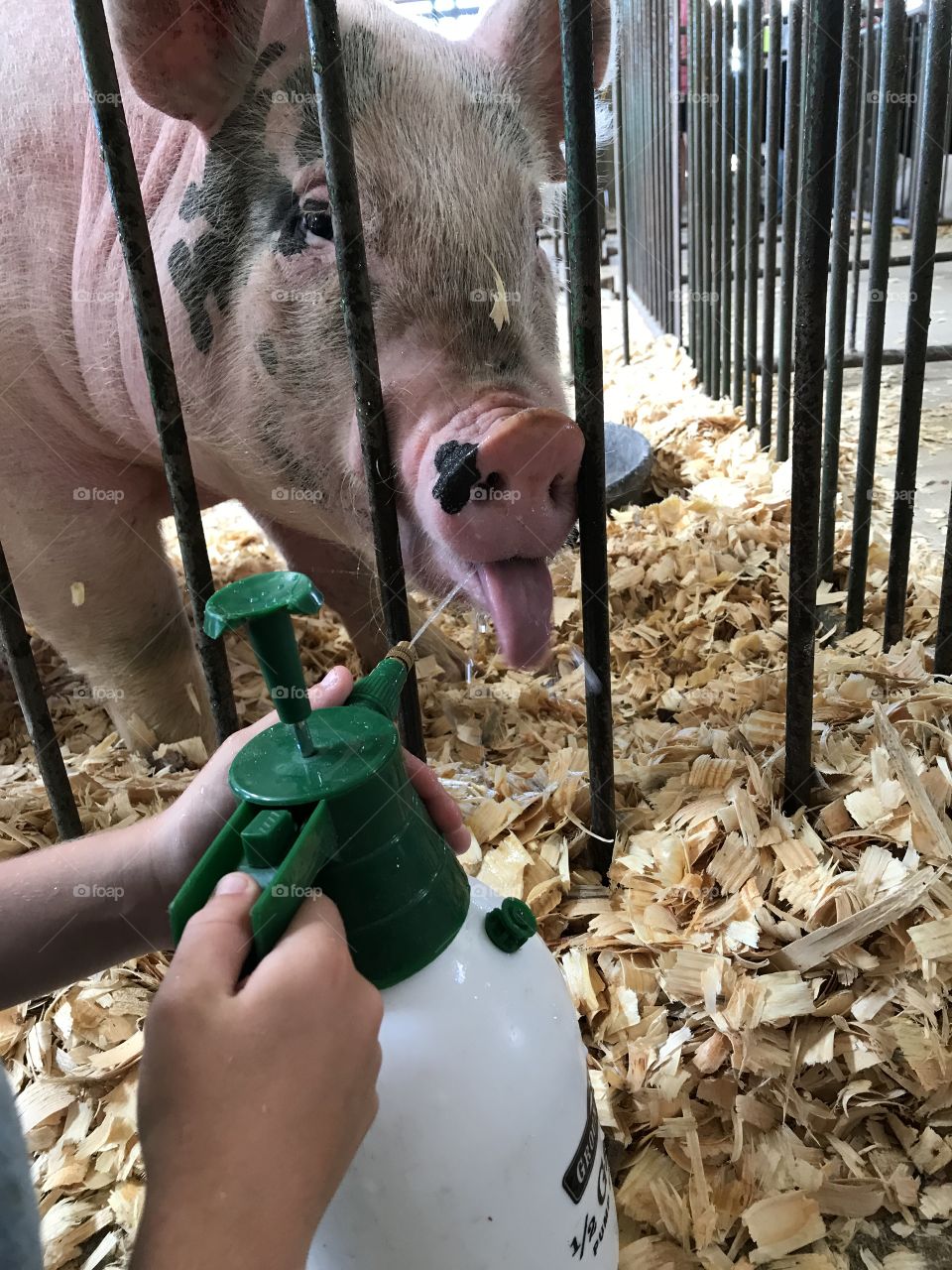 Pig sticks it tongue out for a drink at the fair