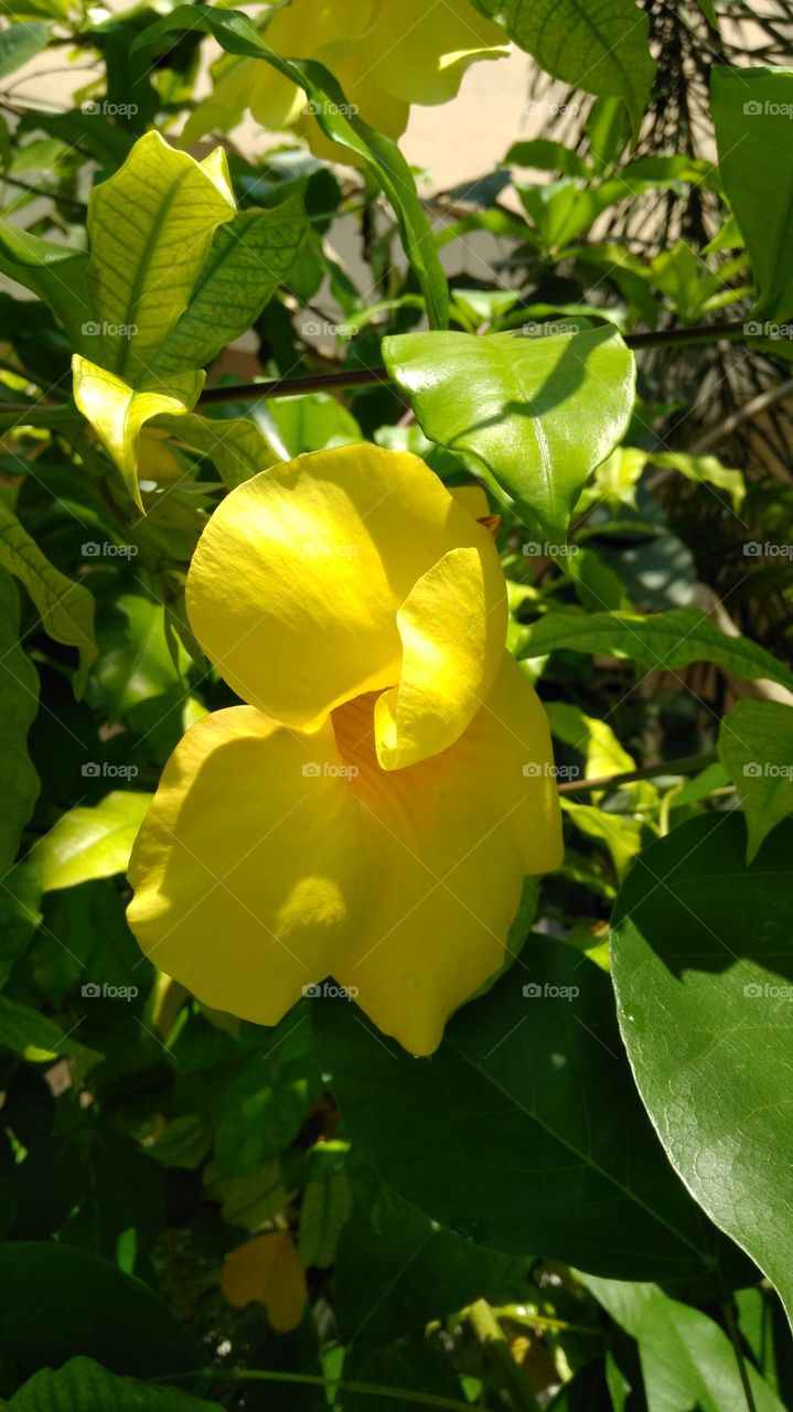 Alamanda flower