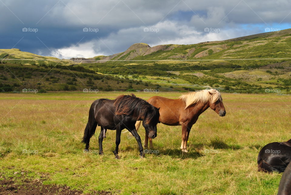 Icelandic horses