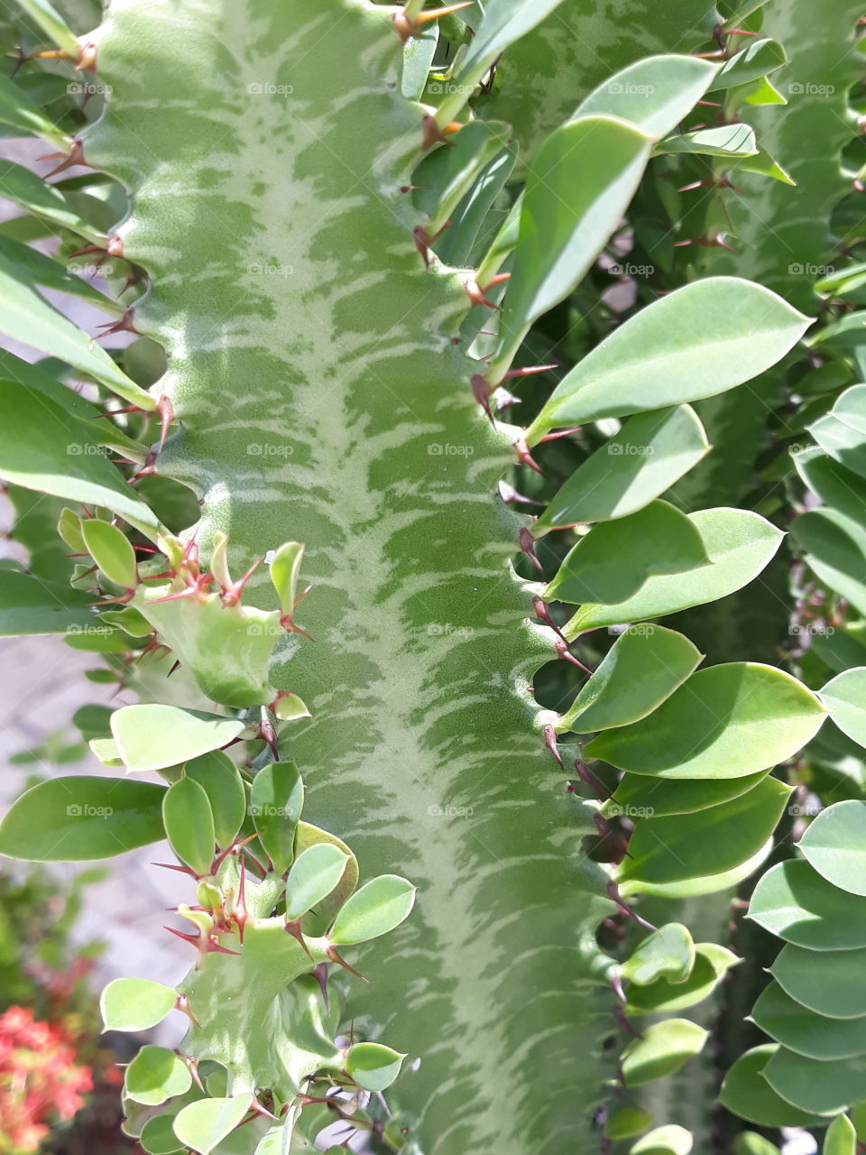 leaf and cactus