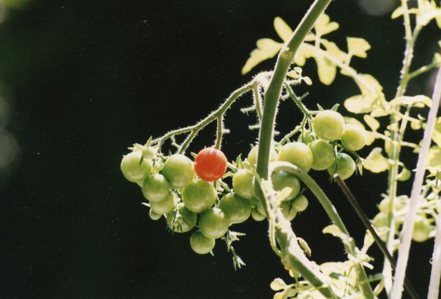 tomato cherry Harvest grape