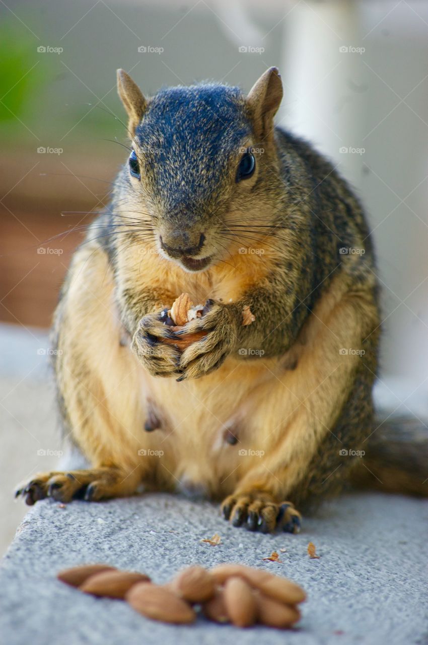 Close-up of squirrel eating nut