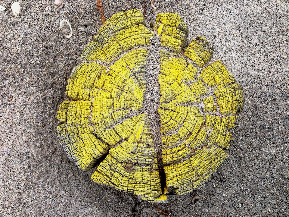 Symmetry-yellow tree stump.