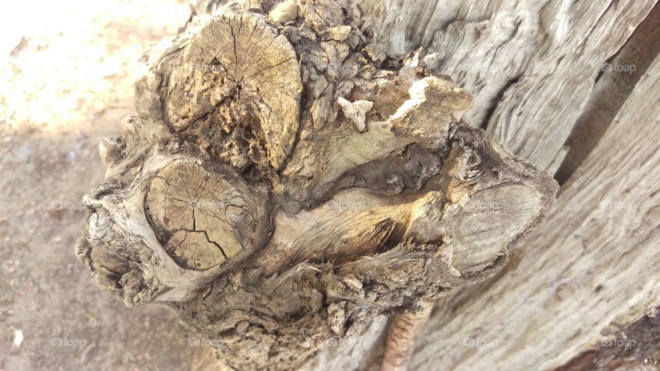 Nature, Tree, Trunk, Closeup, Wood
