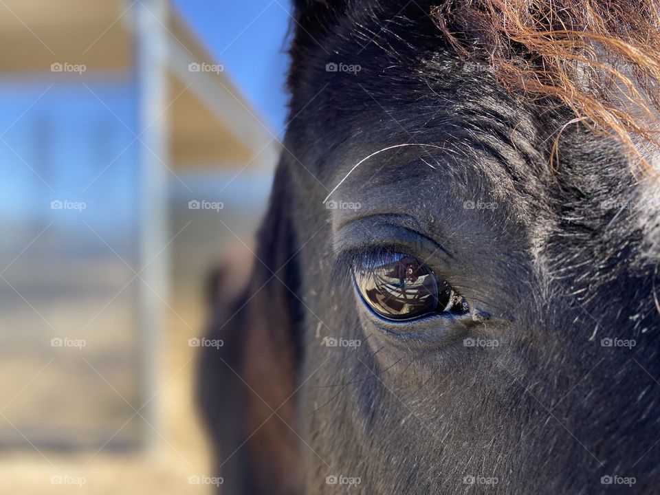 Foap Mission Photo Of The Week! Magical Close Shot Of A Beautiful Stallion!