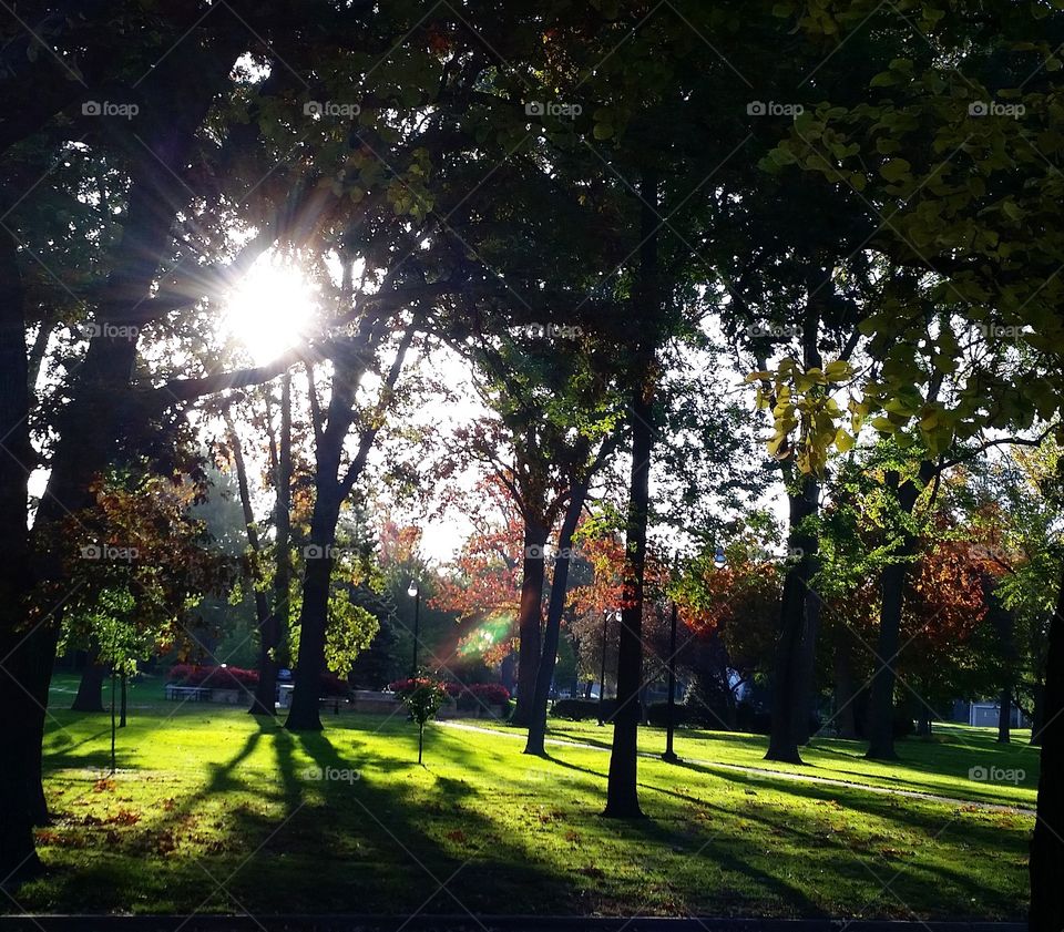 Tree-lined Sunrise