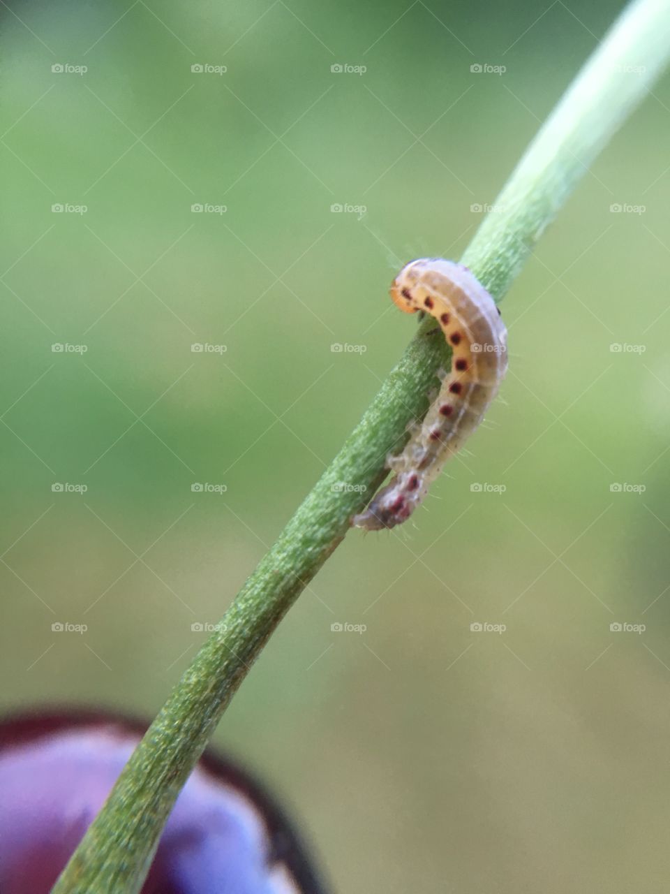 Tiny caterpillar