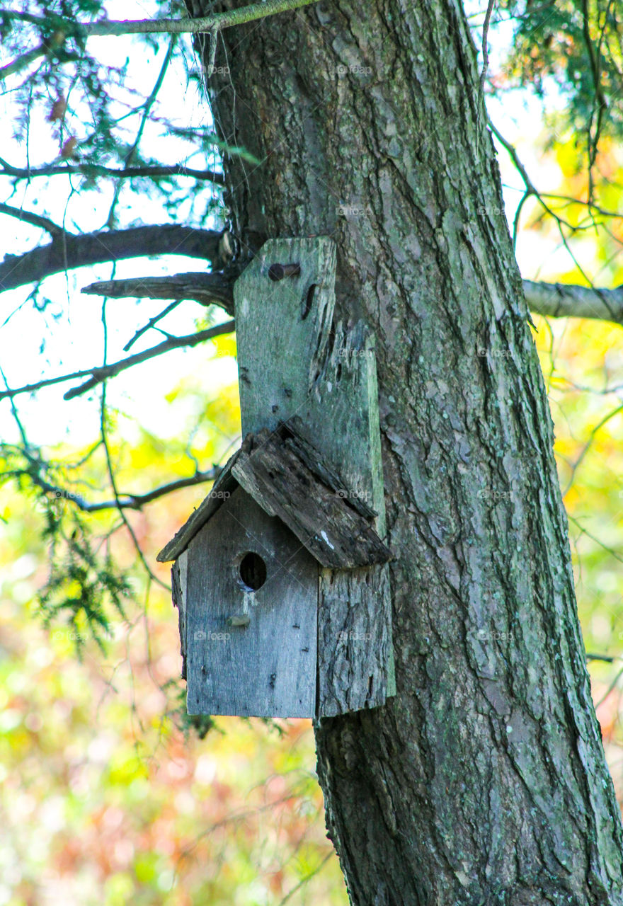 Old wooden birdhouse hanging on pine tree