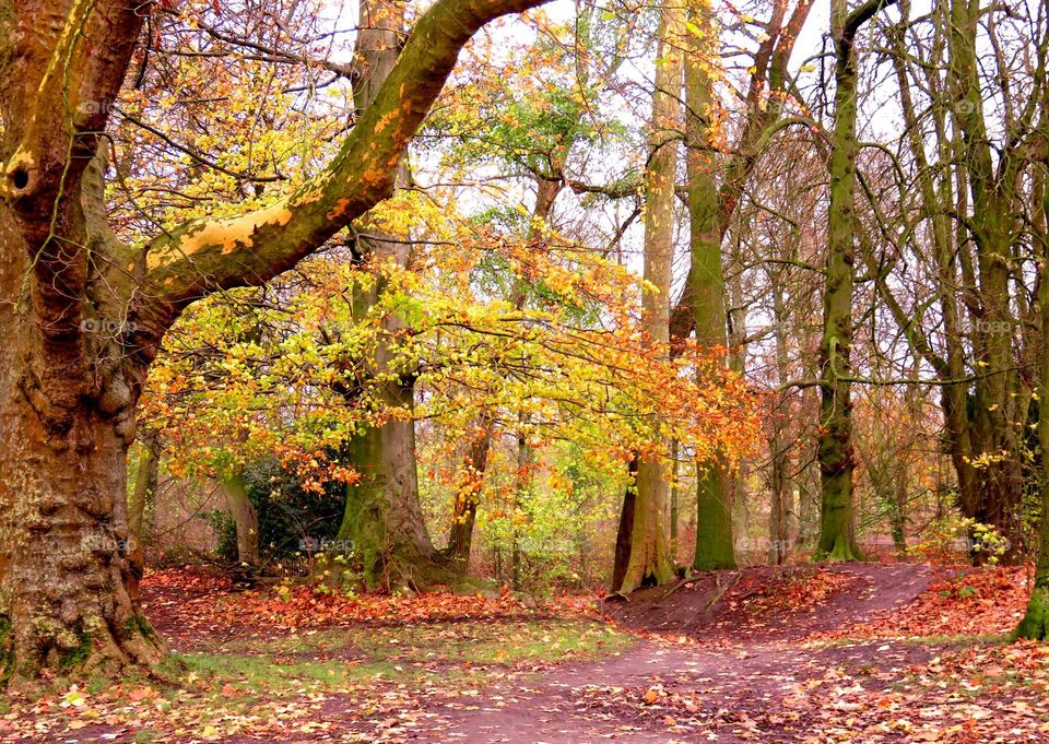 View of forest during autumn