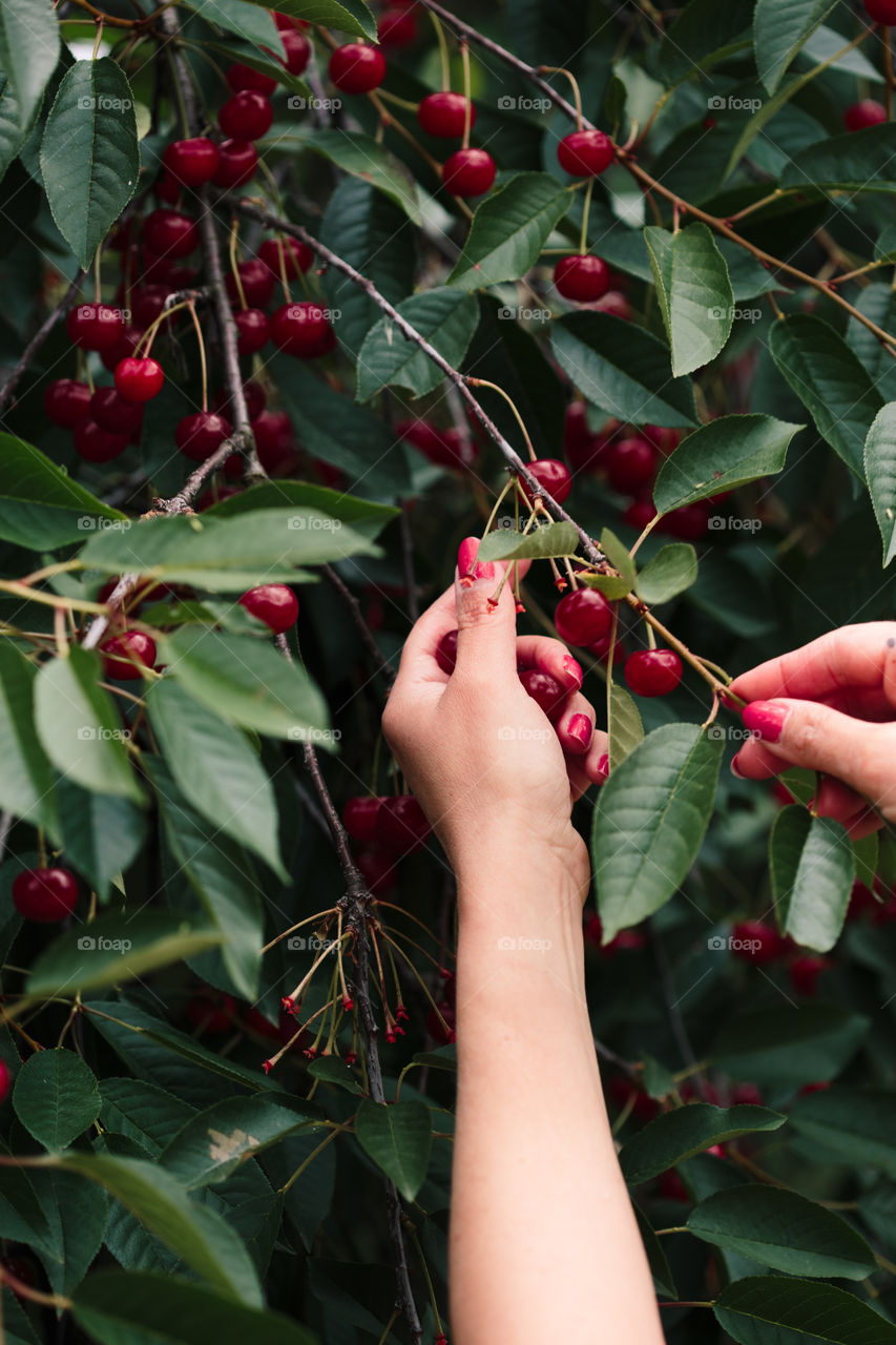 Woman picking cherry berries from tree