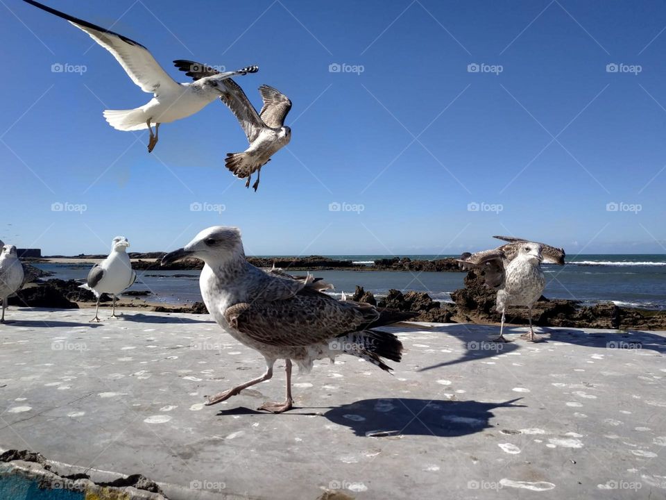 Beautiful seagulls flying cross the sky at essaouira city in Morocco.