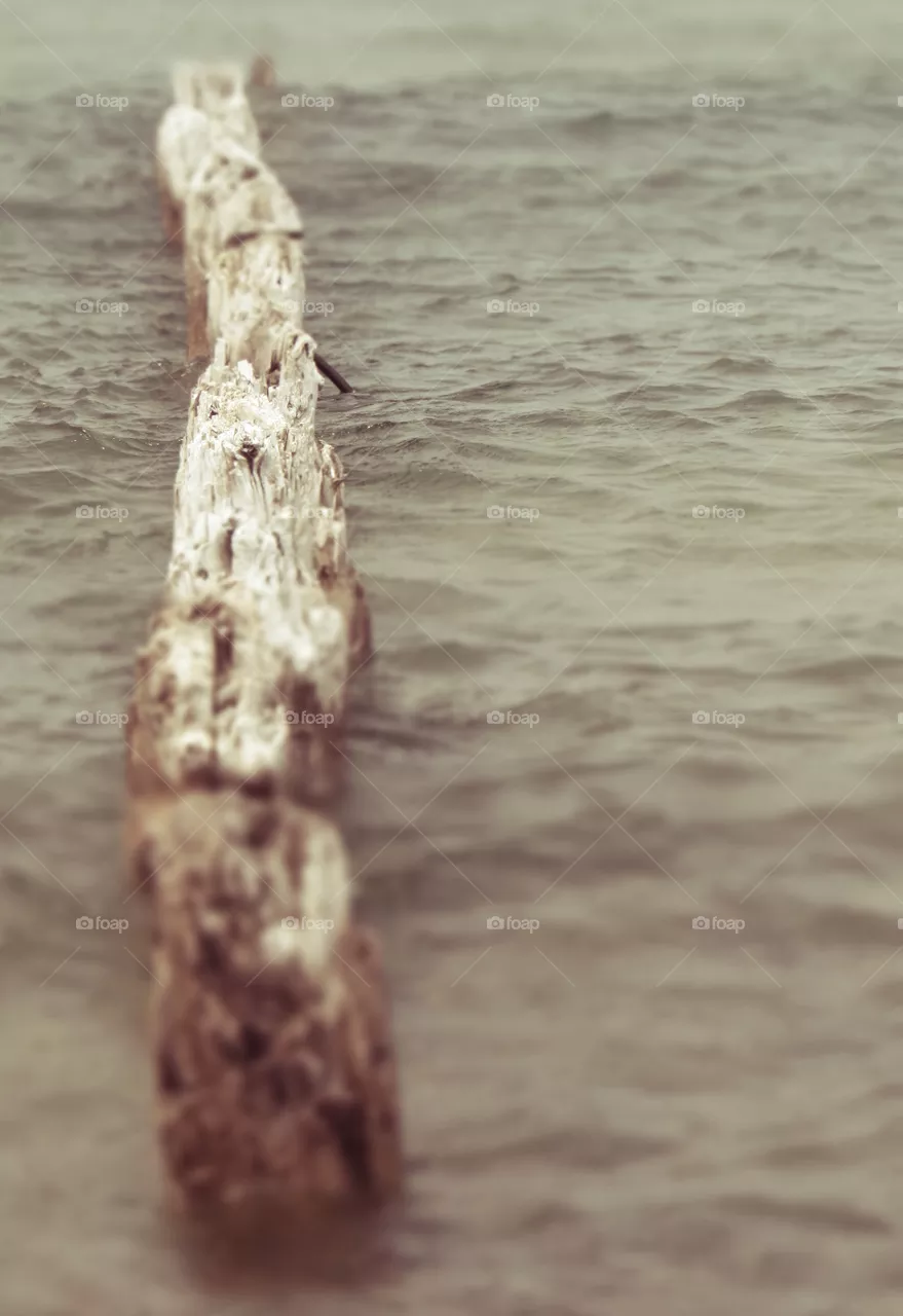 Logs in lake