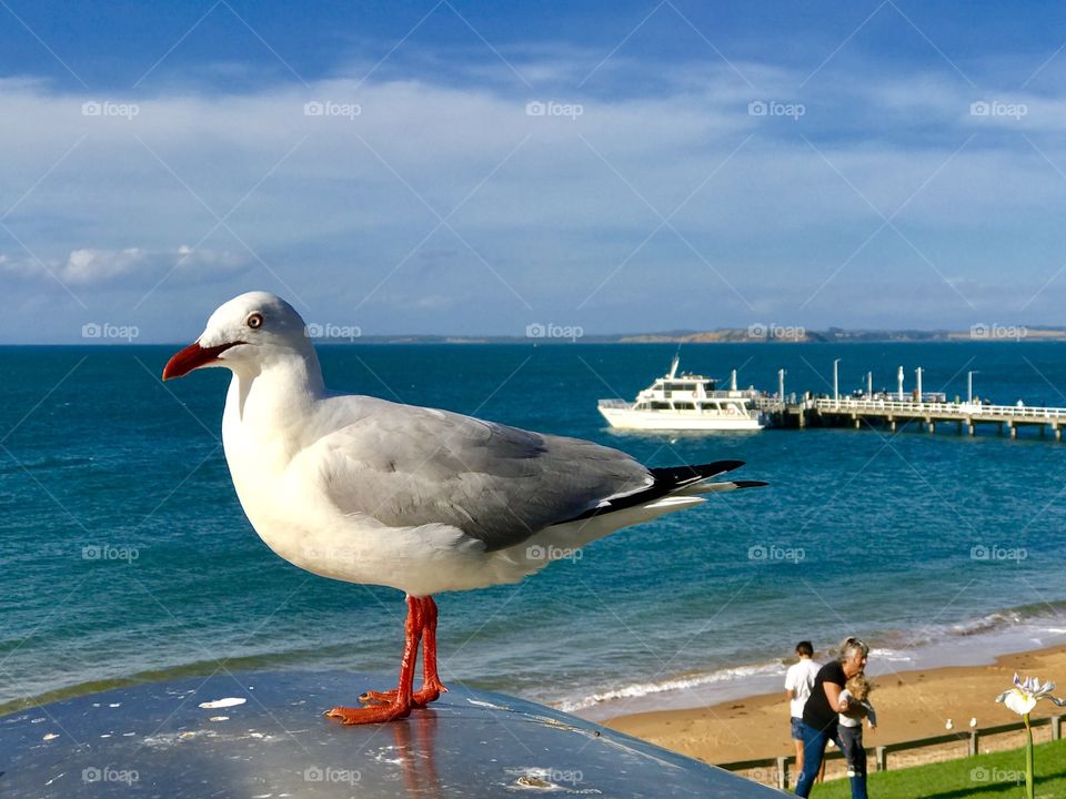 Seagull eying off my lunch
