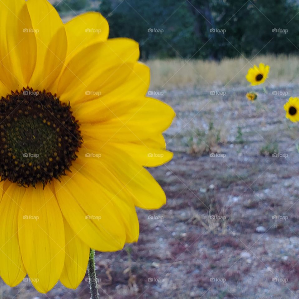 Sunflower on a cloudy day