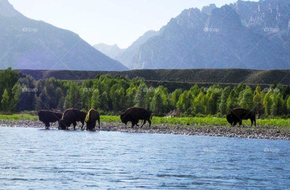 Bison at the river