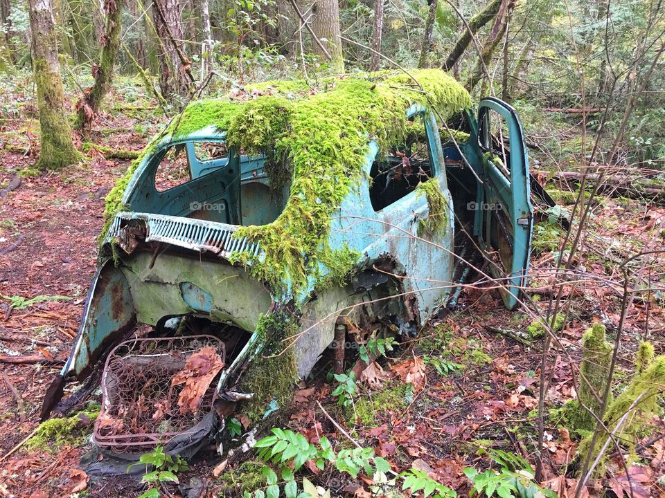 Abandoned Volkswagen Beetle with moss growing on it. Francis King Park, Vancouver Island, British Columbia, Canada. 