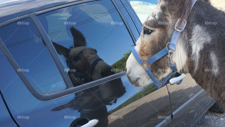 Donkey#animal#mirror#reflect#double#car#window