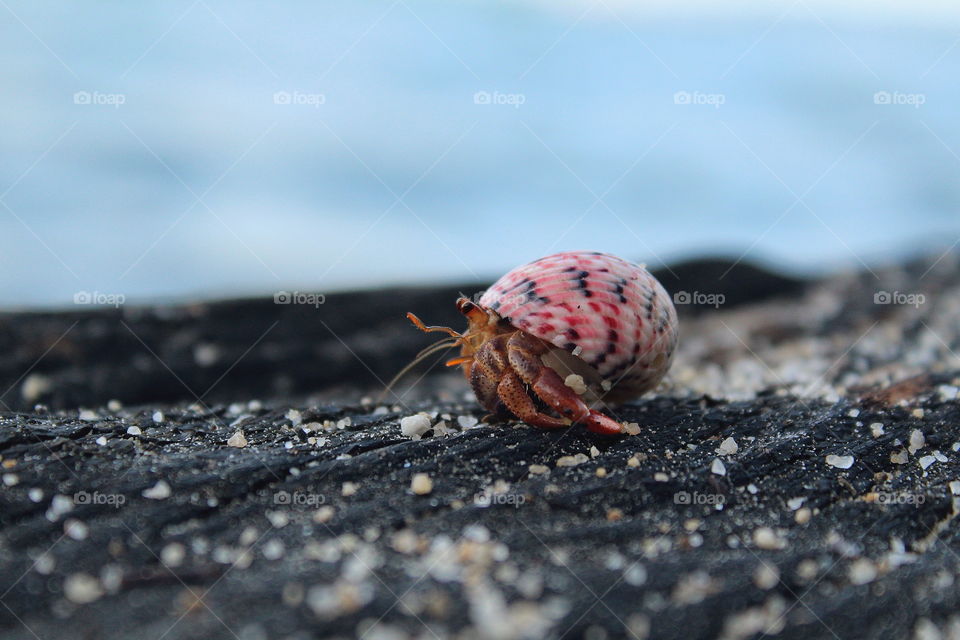 Picture of a cute little hermit crab all by itself. It's shell grabbed my attention cause it was pink.