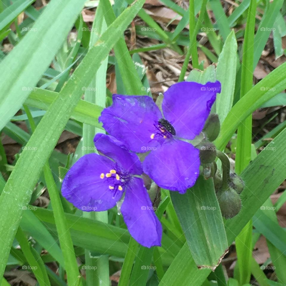 Flower in my back yard