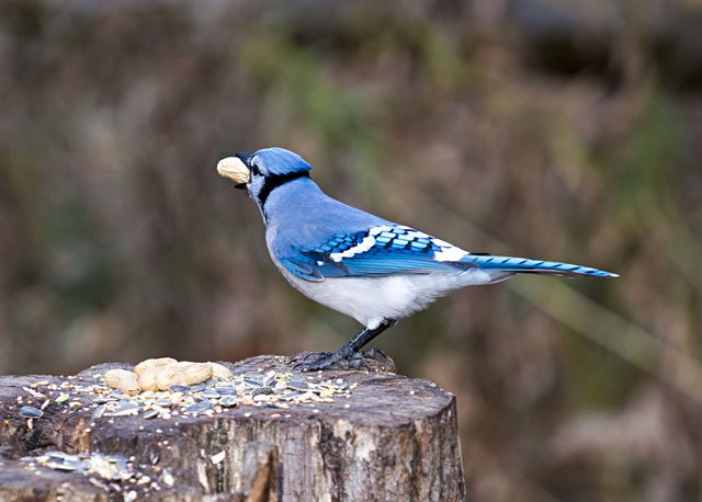 blue jay