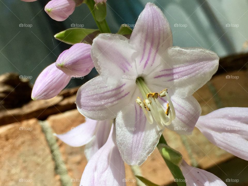 Hosta flower bloom
