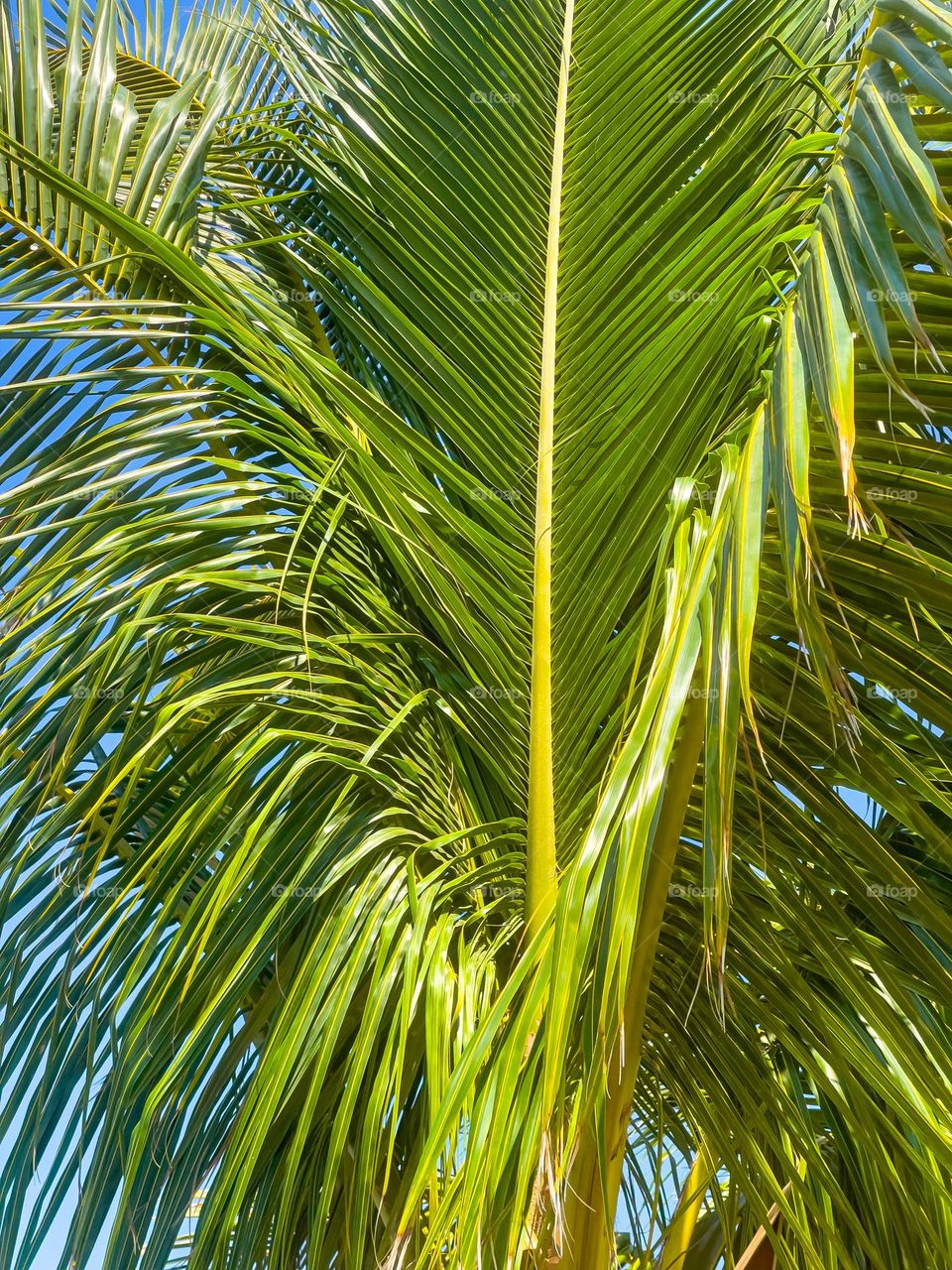 PALM LEAVES