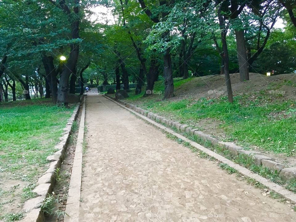 Unsaved footpath at a park. 