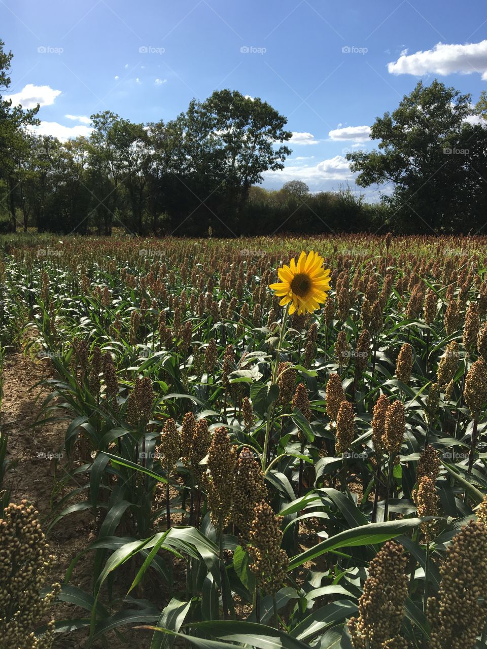 One flower in cereal field