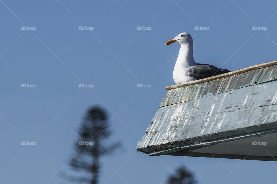 Gull on the roof