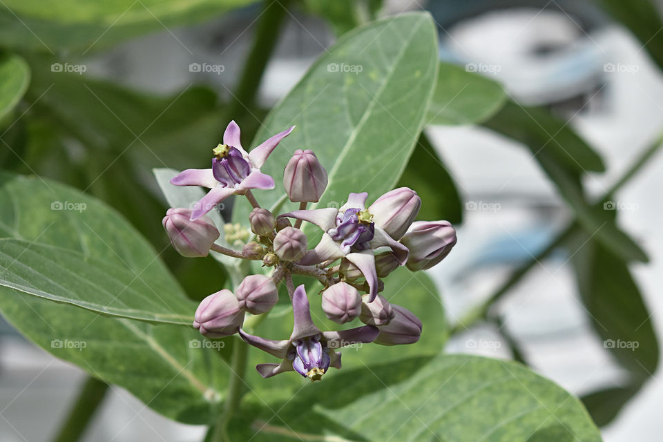 Calotropis gigantea flowers On the green leaves.