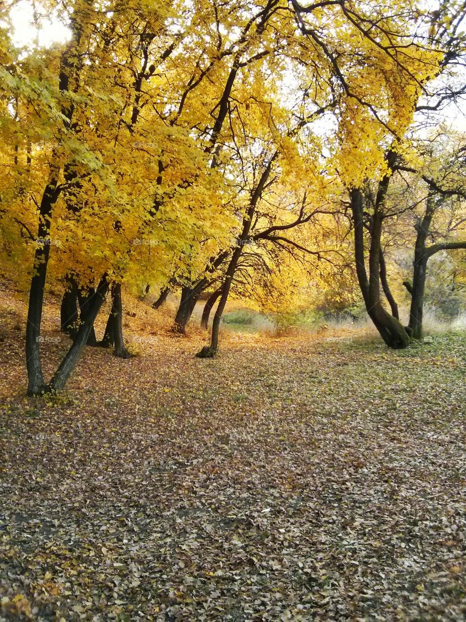 Small Forest west of Sofia City. Nexus 4