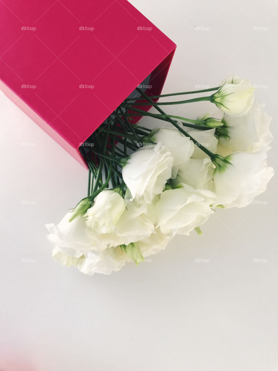 Close up view of white roses in pink box on white background. Copyspace 