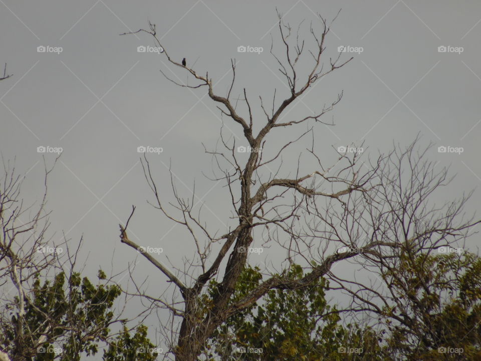 dead of winter. This is a picture of a bird perched in a tree.