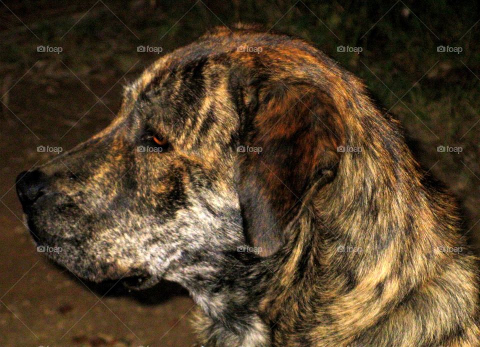 This is a a mastiff mix brindle colored dog looking very poised with her attention focused on something important.