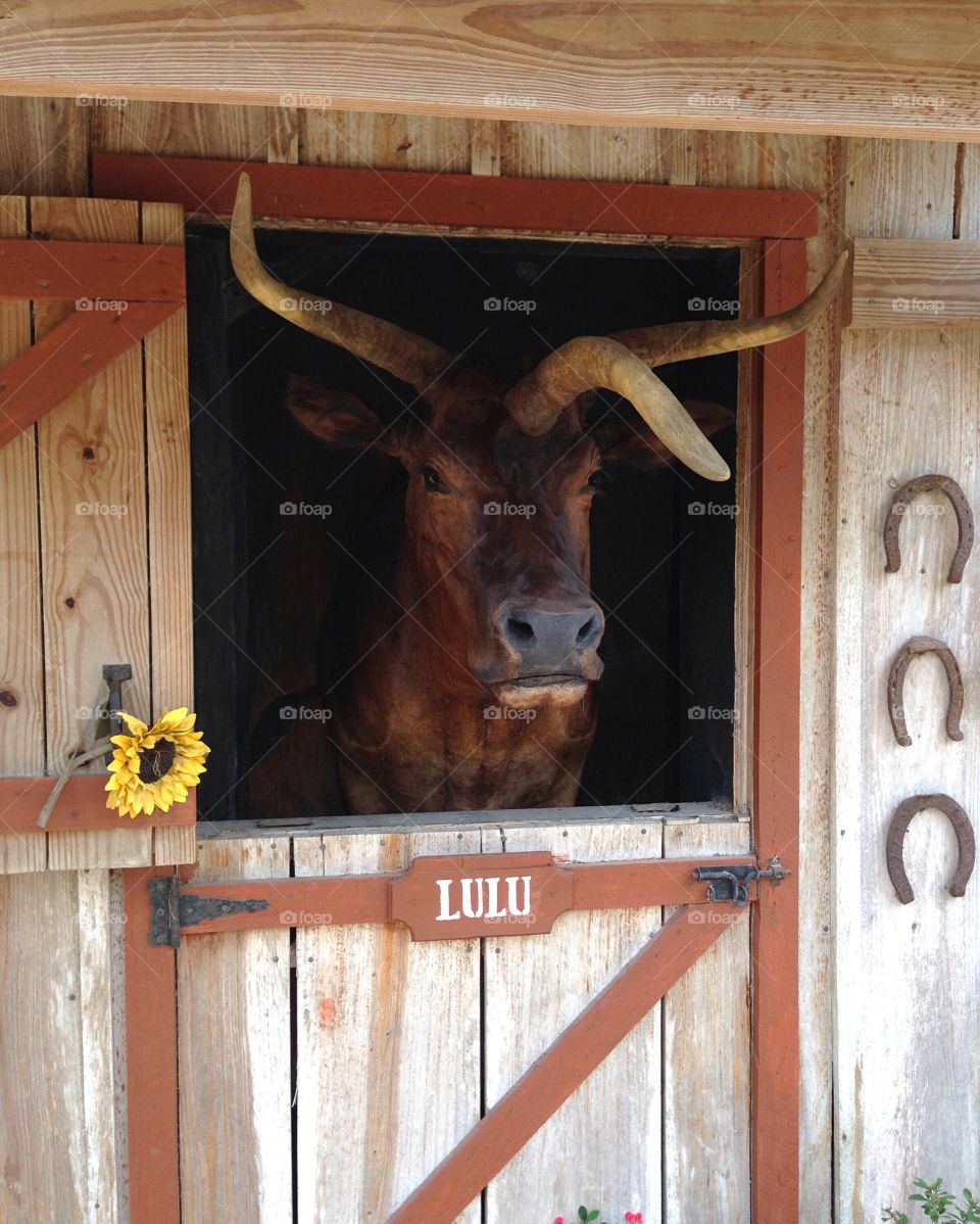 LuLu the 3 horned bovine at Babcock Ranch, Punta Gorda Florida.