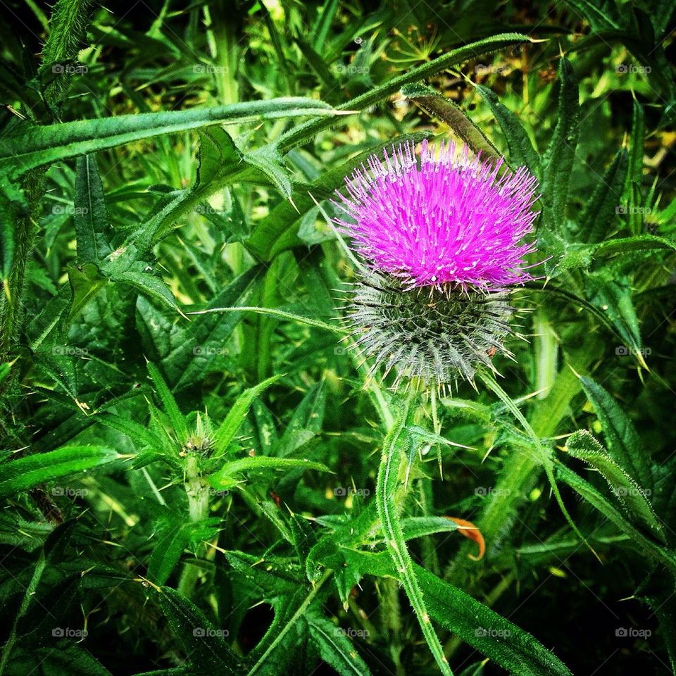 Lonely Thistle