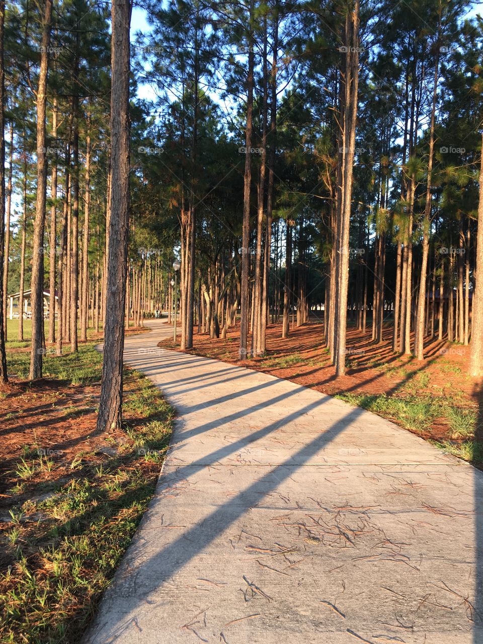 Trees and shadows on footpath