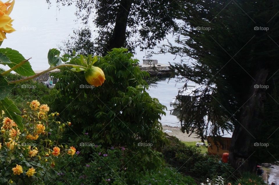 Orange and yellow flower bud growing toward the water.