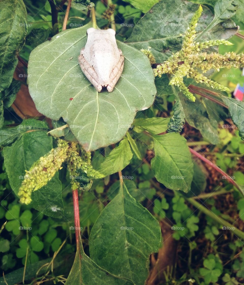 Frog sitting on leaves