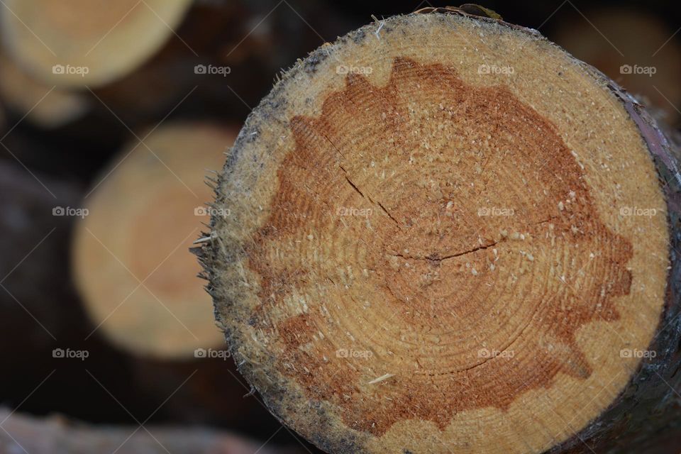 round beautiful texture wooden cut trees