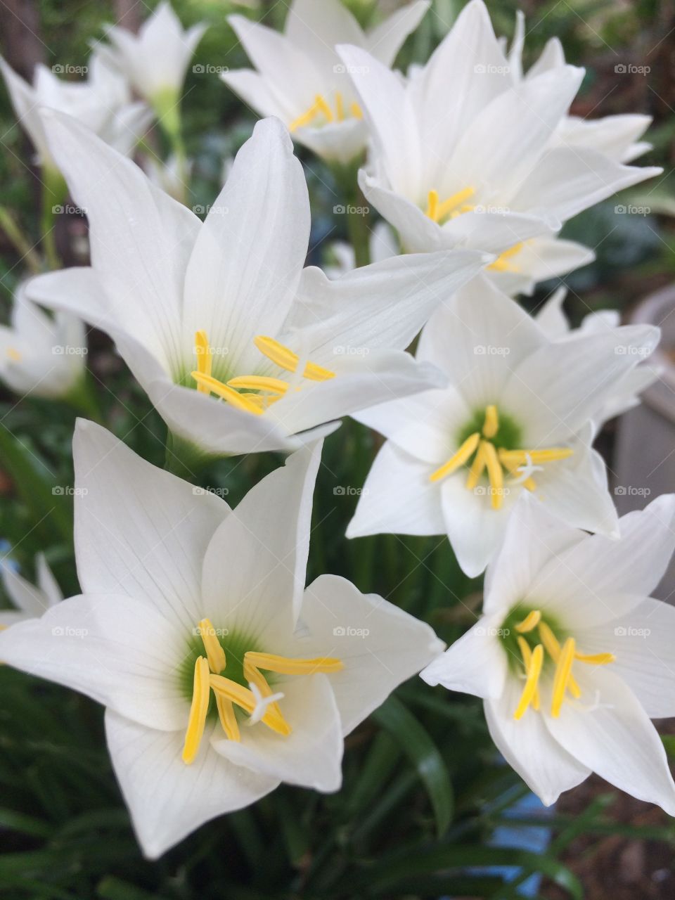 Tiny white lilies 