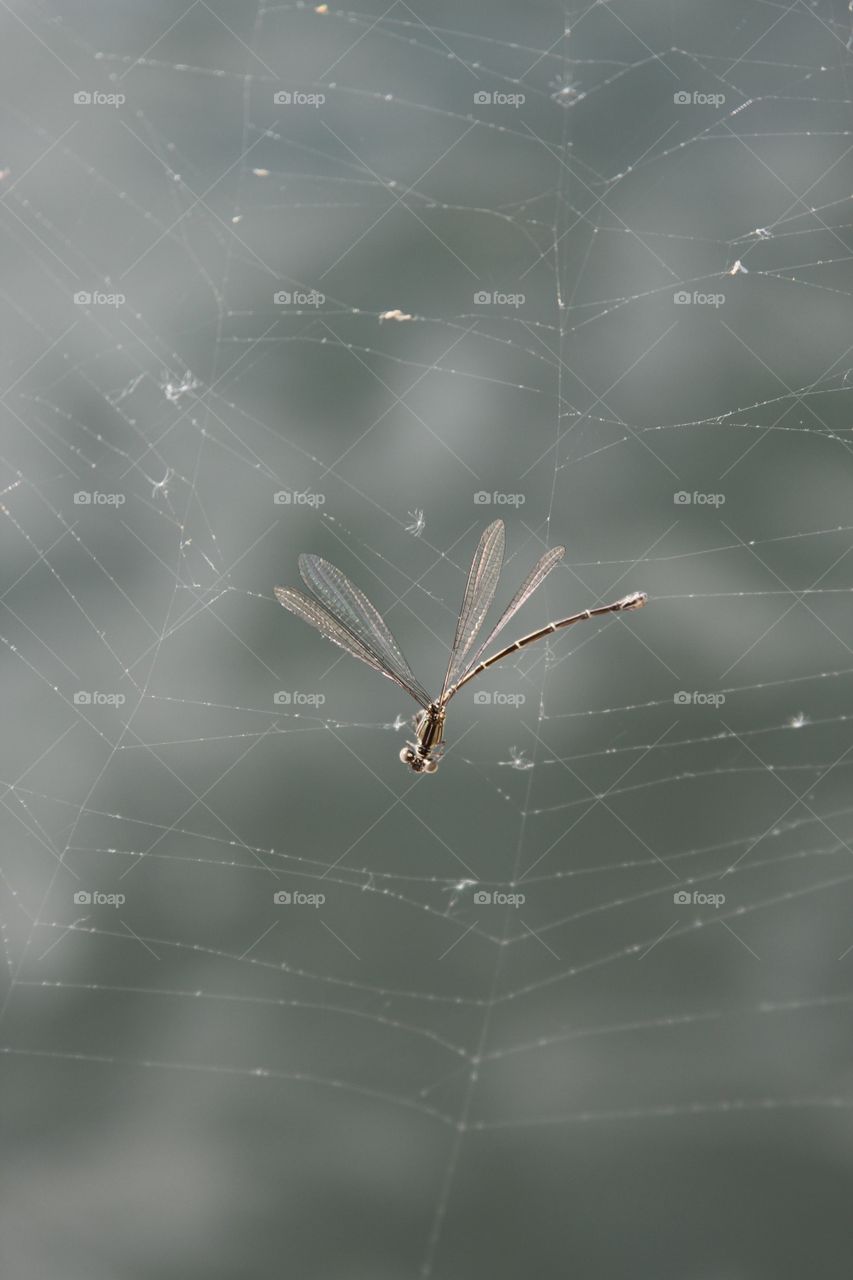 dragonfly entangled in a spiderweb.