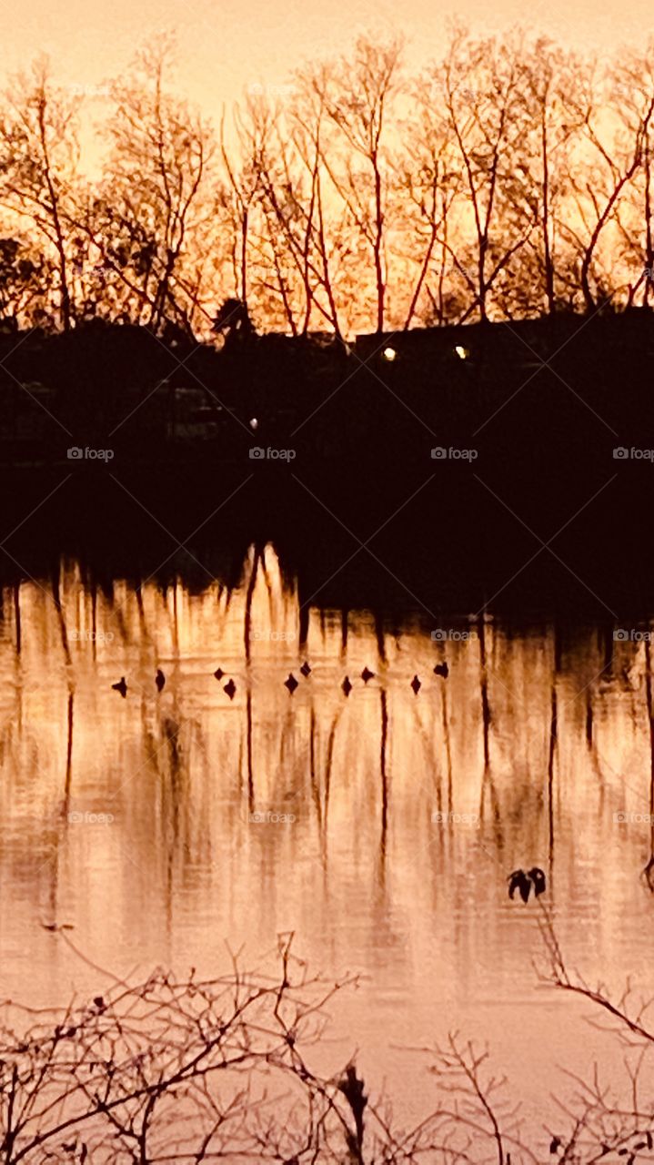 Setting Sun through trees on Lakebed reflections of shore Landscape on Lake Waters. colors casting on waters. Flock of big Mallard Ducks swim while mirrored reflection of shore trees silhouette lake water