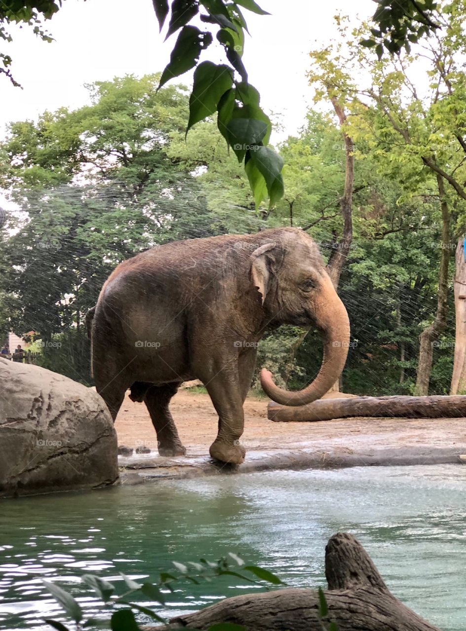 Elephant heading for a bath