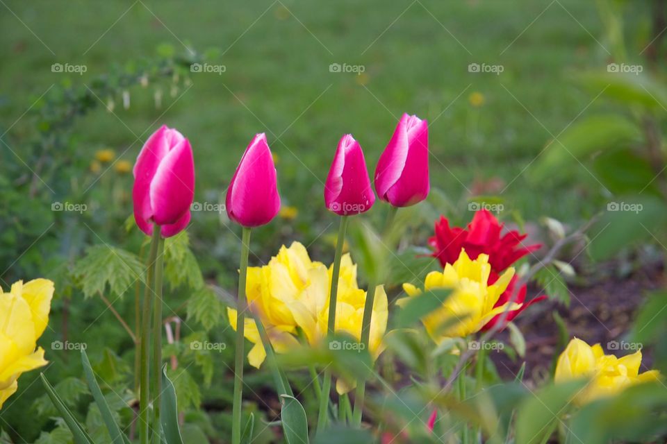 4 beautiful pink tulips. Flowers for all to love